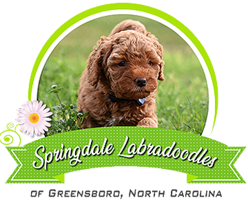 Springdale Labradoodles of Greensboro, NC Logo