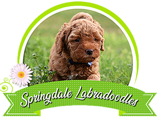 Springdale Labradoodles of Greensboro, NC Logo