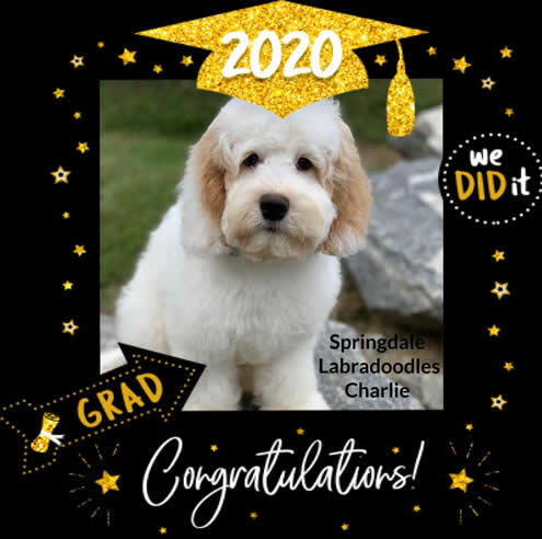 Charlie Fully Trained Labradoode Graduate